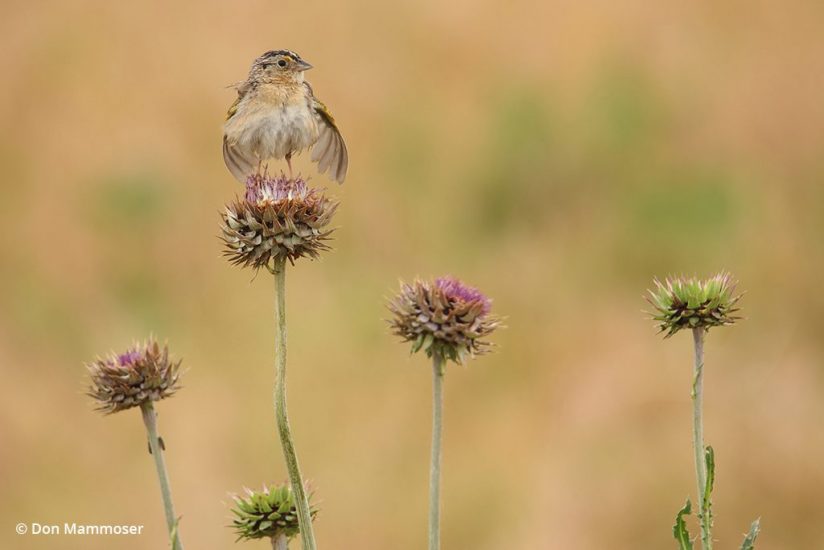 wildlife photography near home, sparrow in city park